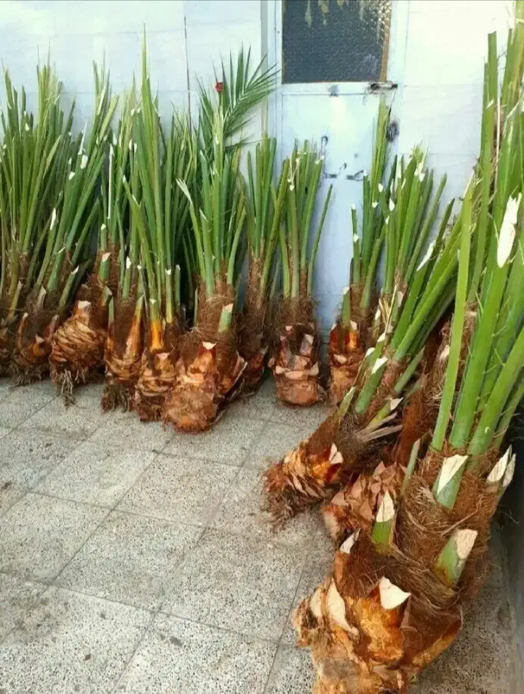 پاجوش نخل خرما با نهال مرکبات|خدمات باغبانی و درختکاری|یزد, |دیوار