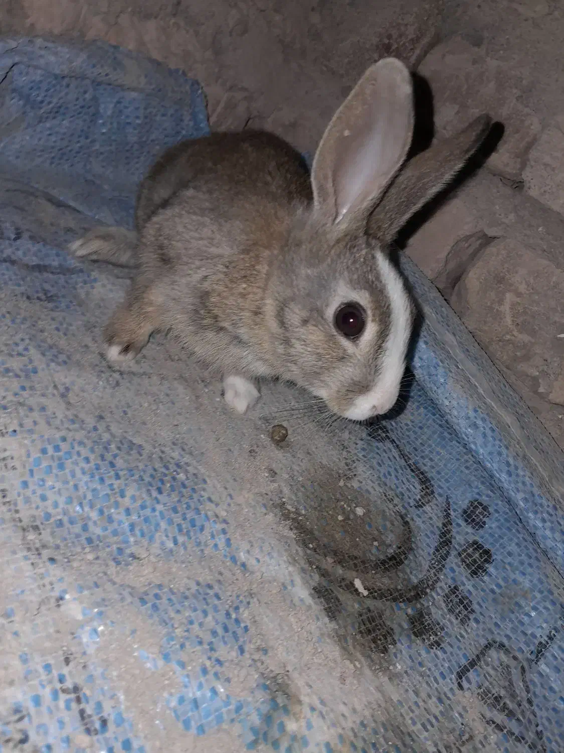 خرگوش خوشگل معاوضه ای|موش و خرگوش|خاش, |دیوار