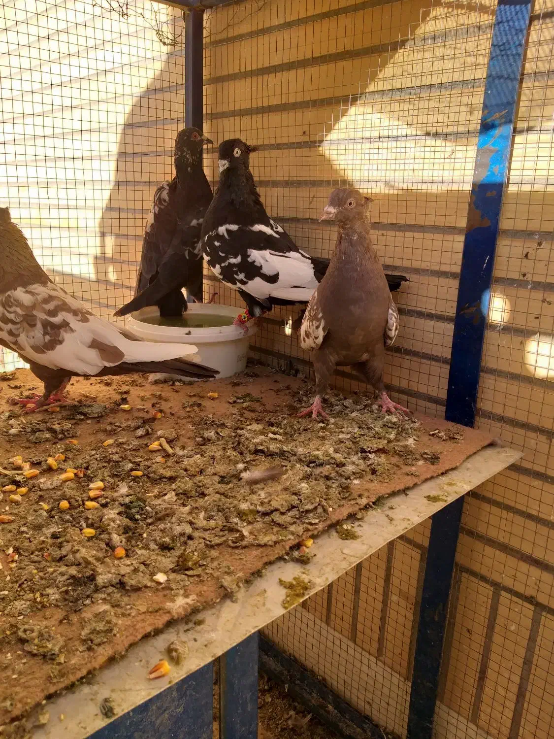 کبوتر سینه ای|پرنده|فولادشهر, باغشاد|دیوار