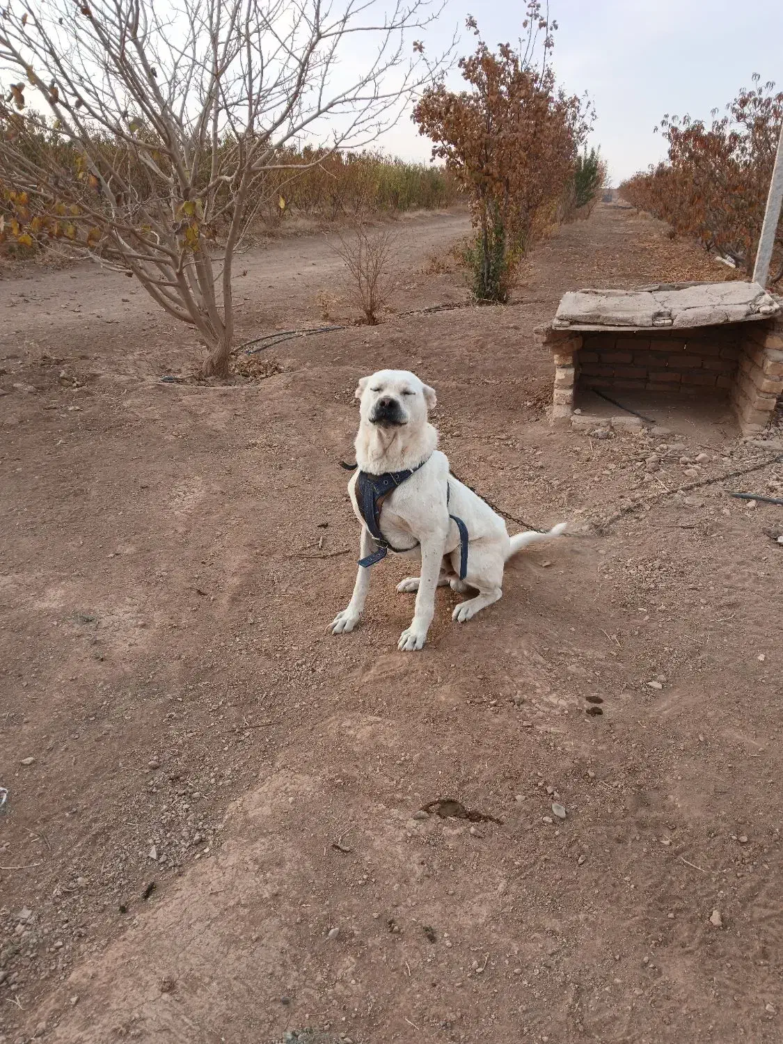 سگ سراب جنس عالی برای گله|سگ|تاکستان, |دیوار