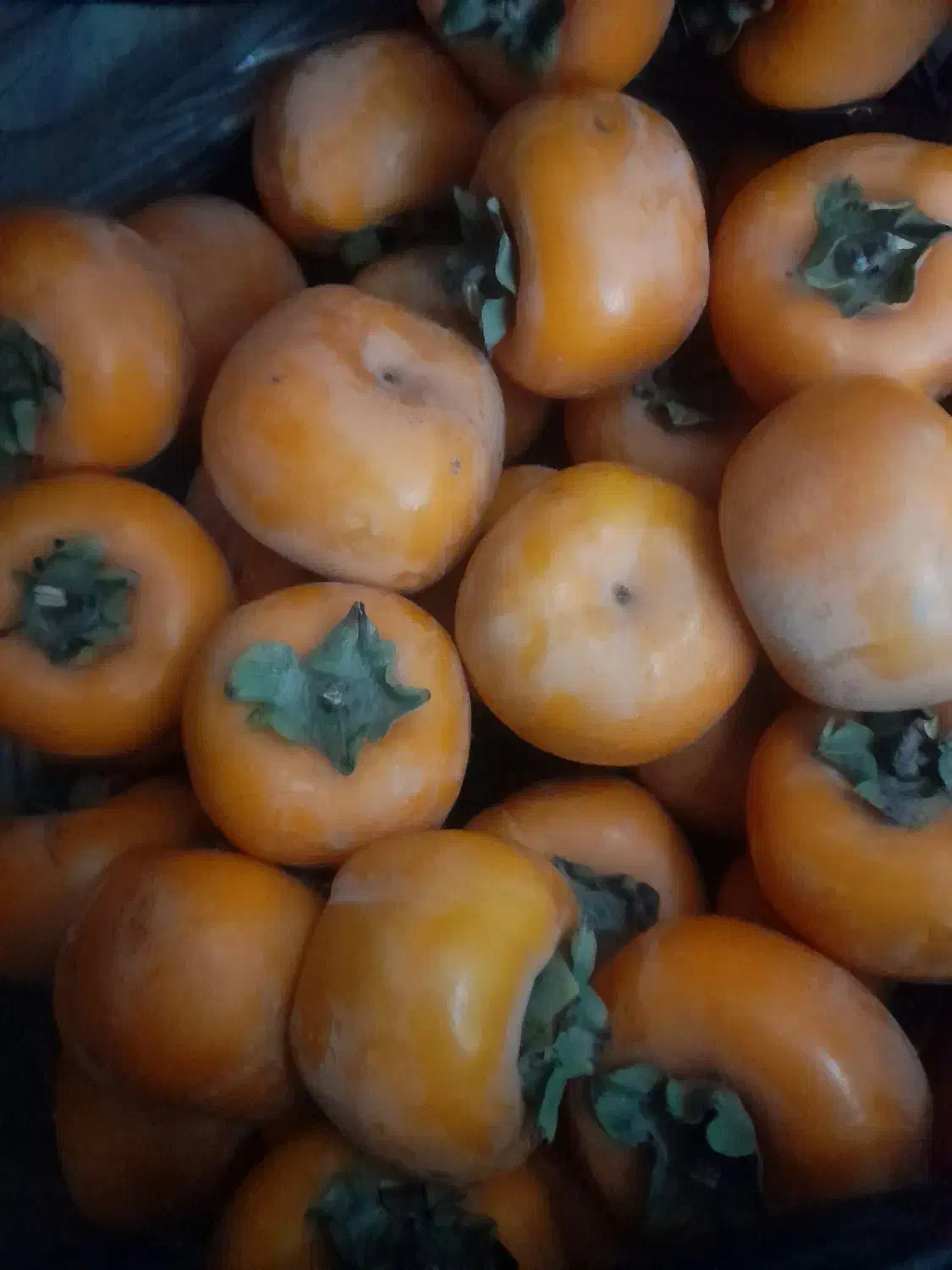 خرمالوتازه|خوردنی و آشامیدنی|آزادشهر, |دیوار