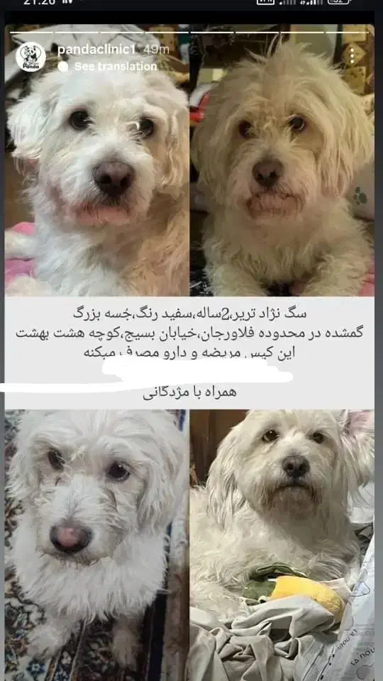 سگ گمشده|سگ|فلاورجان, |دیوار