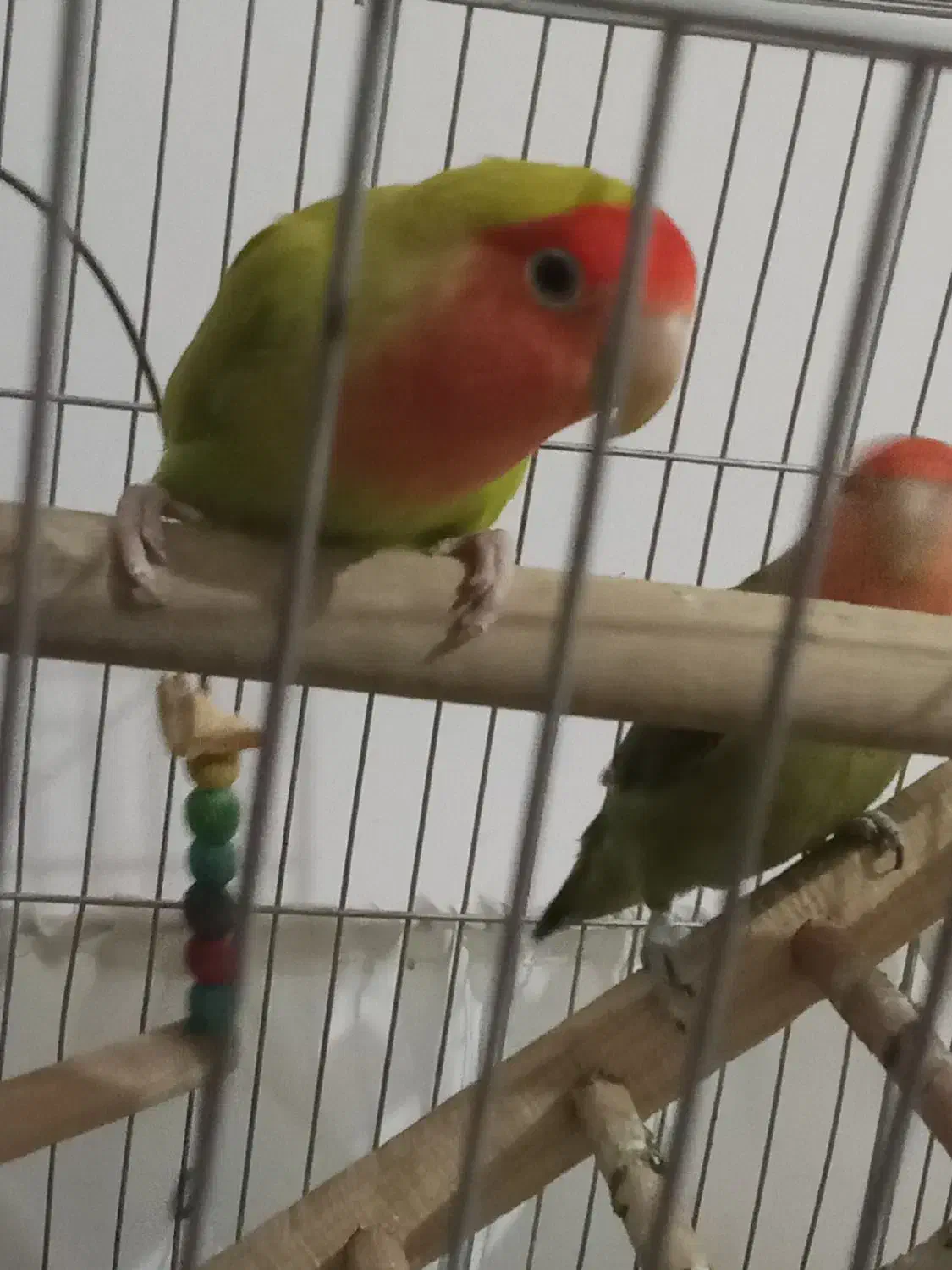 چهار تارنگی بادونا طوطی کوتوله موولد|پرنده|ایوان, |دیوار