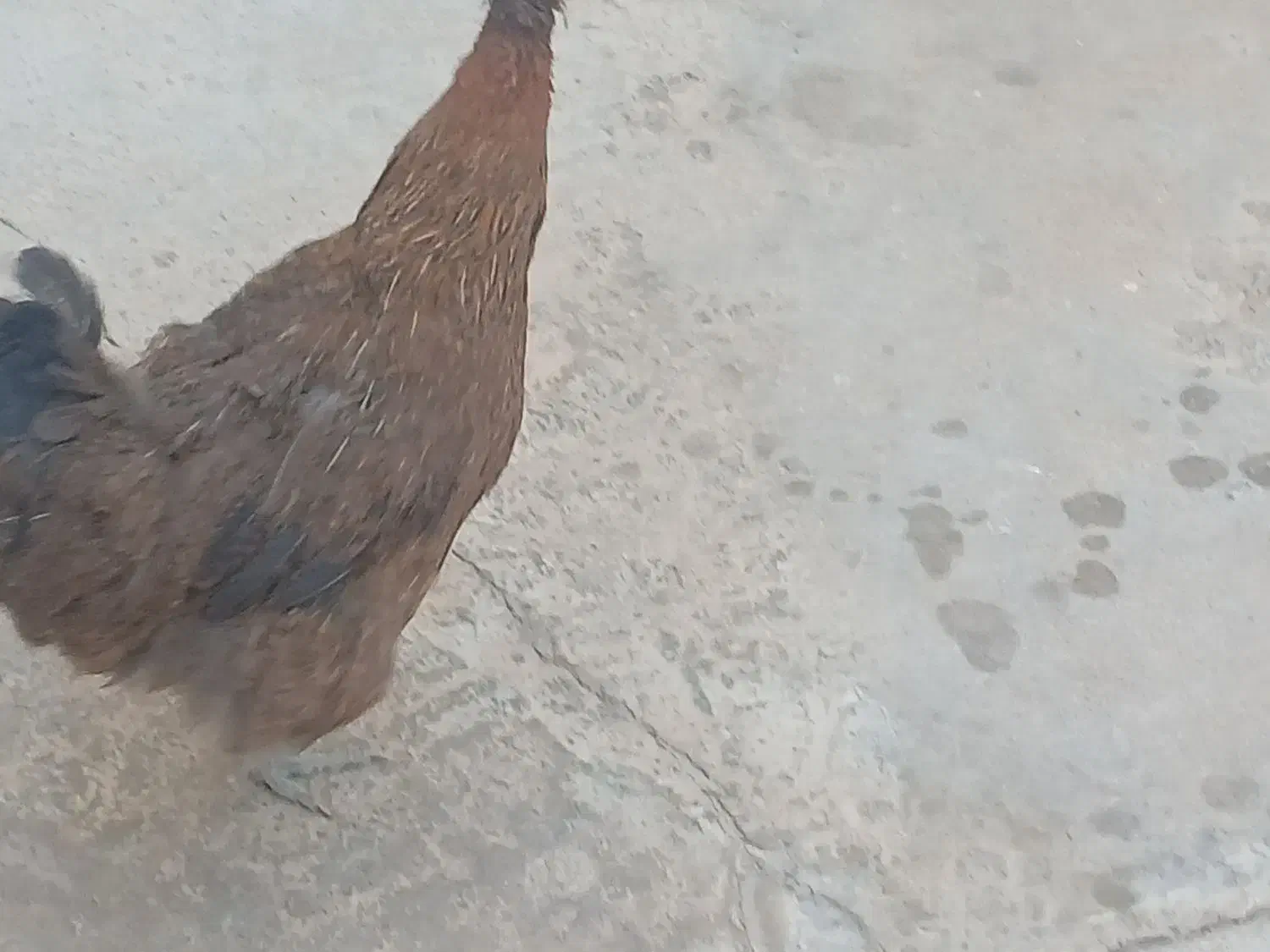 فروش مرغ خروس فوری|حیوانات مزرعه|مسجد سلیمان, |دیوار