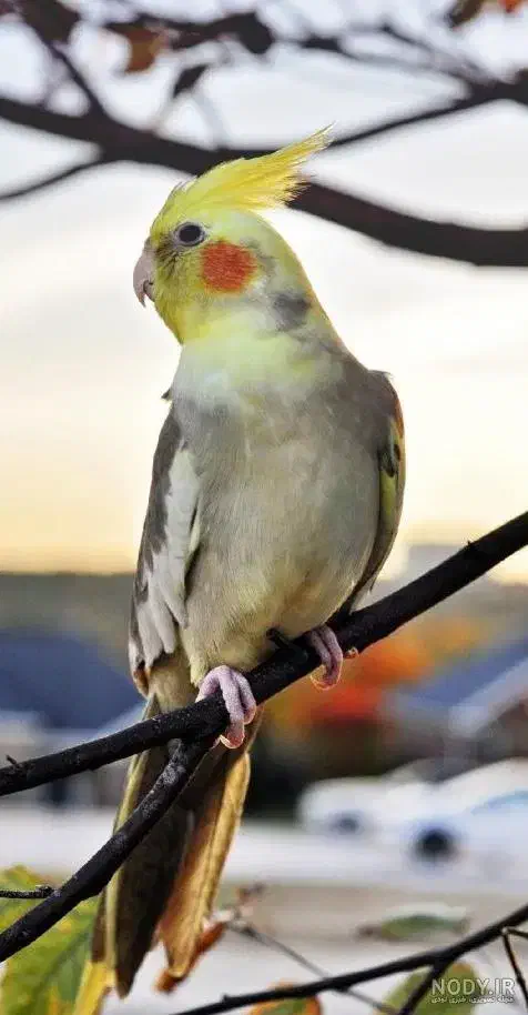 قفس چیکو|لوازم جانبی حیوانات|ایلام, |دیوار