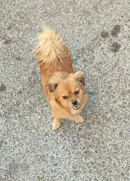 واگذاری سگ پامر و میکس پامر|سگ|پرند, فاز ۵|دیوار