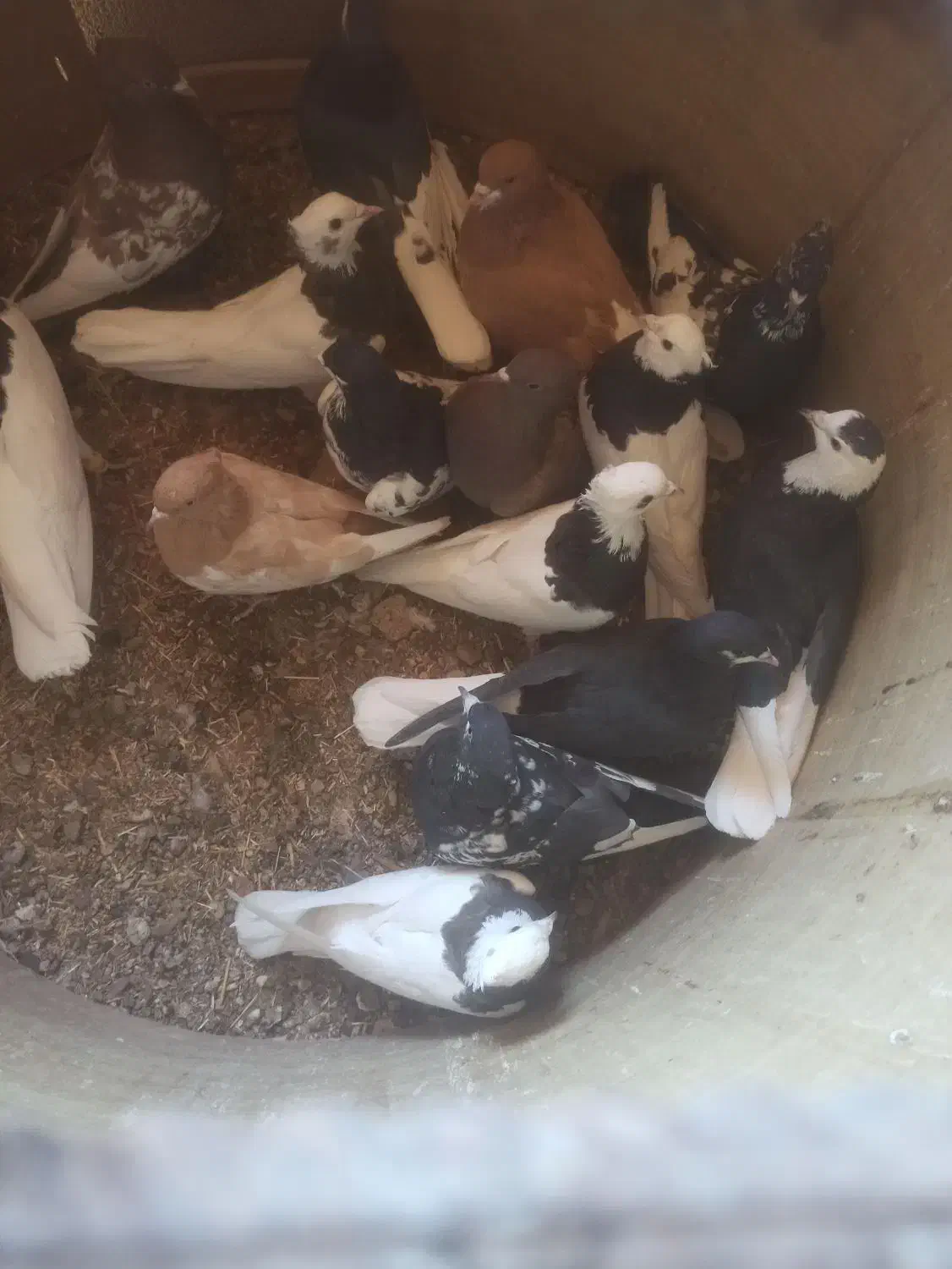 کبوتر دسته|پرنده|سپیدان, |دیوار