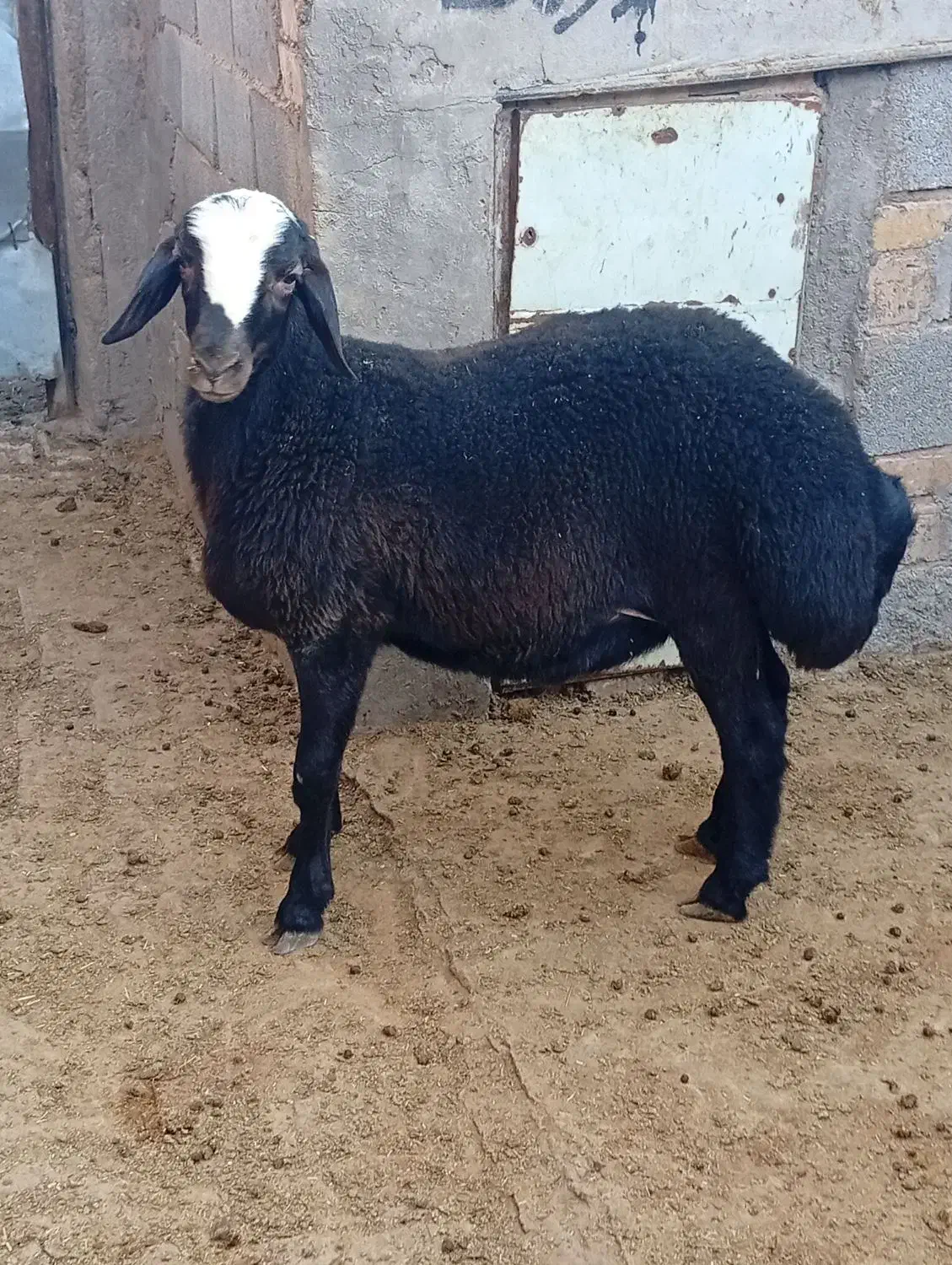 بره نر افشار|حیوانات مزرعه|بوئین زهرا, |دیوار