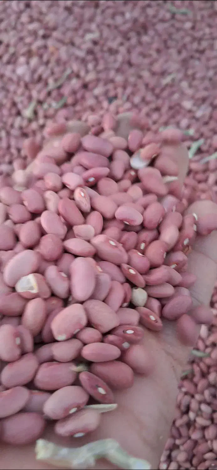 لوبیا قرمز قمی|خوردنی و آشامیدنی|کمیجان, |دیوار