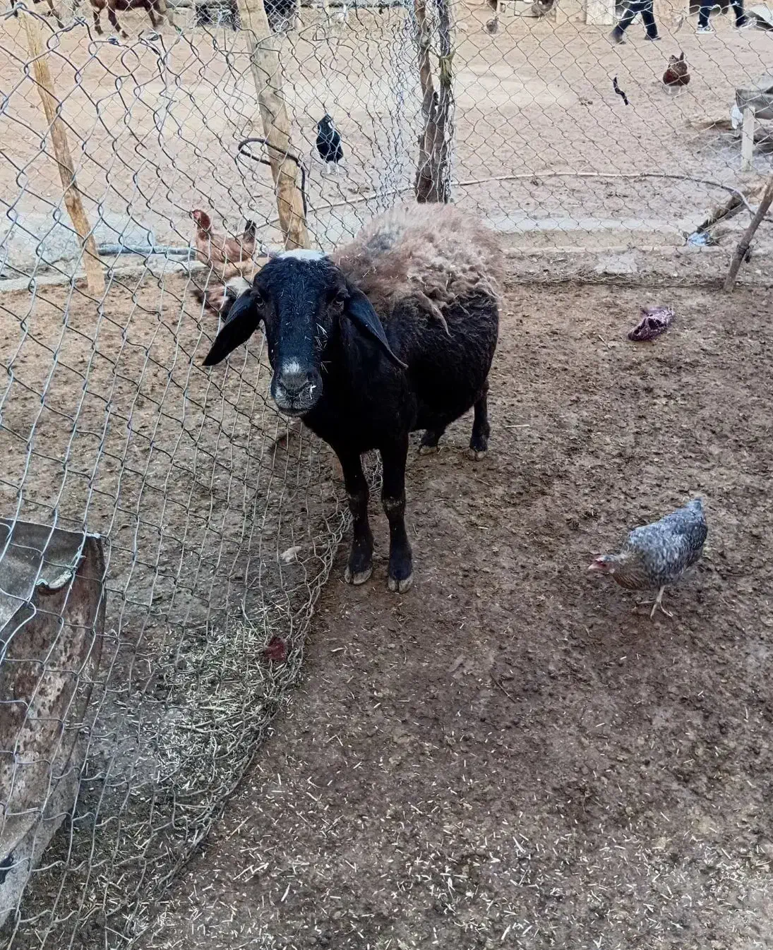 گوسفند میش آبستن|حیوانات مزرعه|کوهدشت, |دیوار