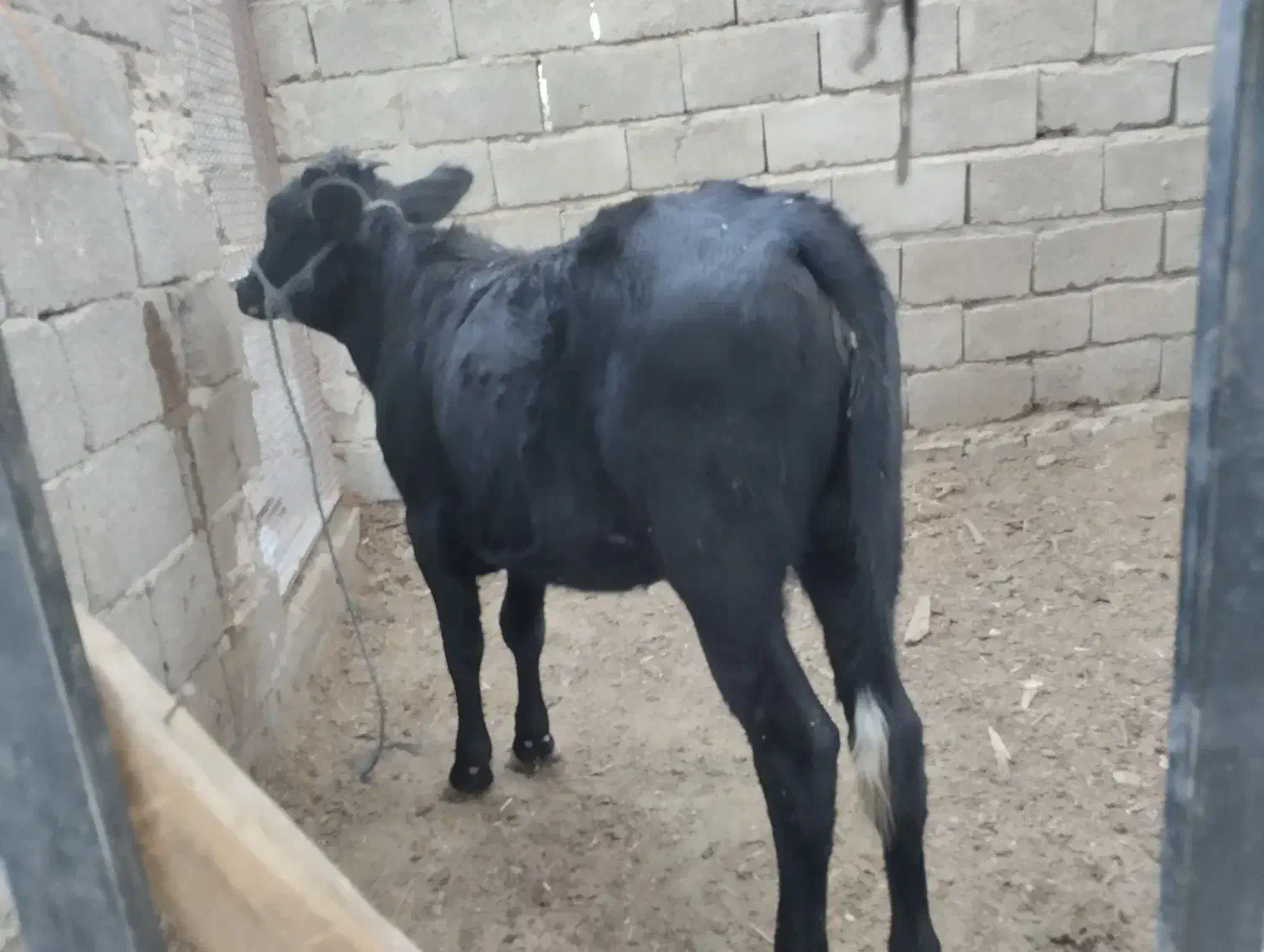 گوساله ماده|حیوانات مزرعه|سراوان, |دیوار
