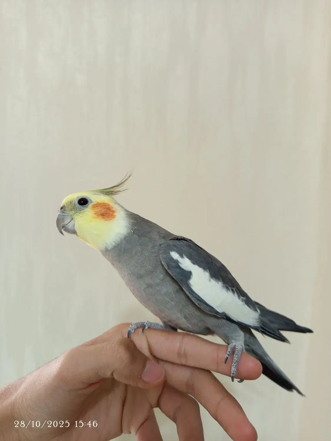 عروس هلندی|پرنده|رشت, دخانیات|دیوار