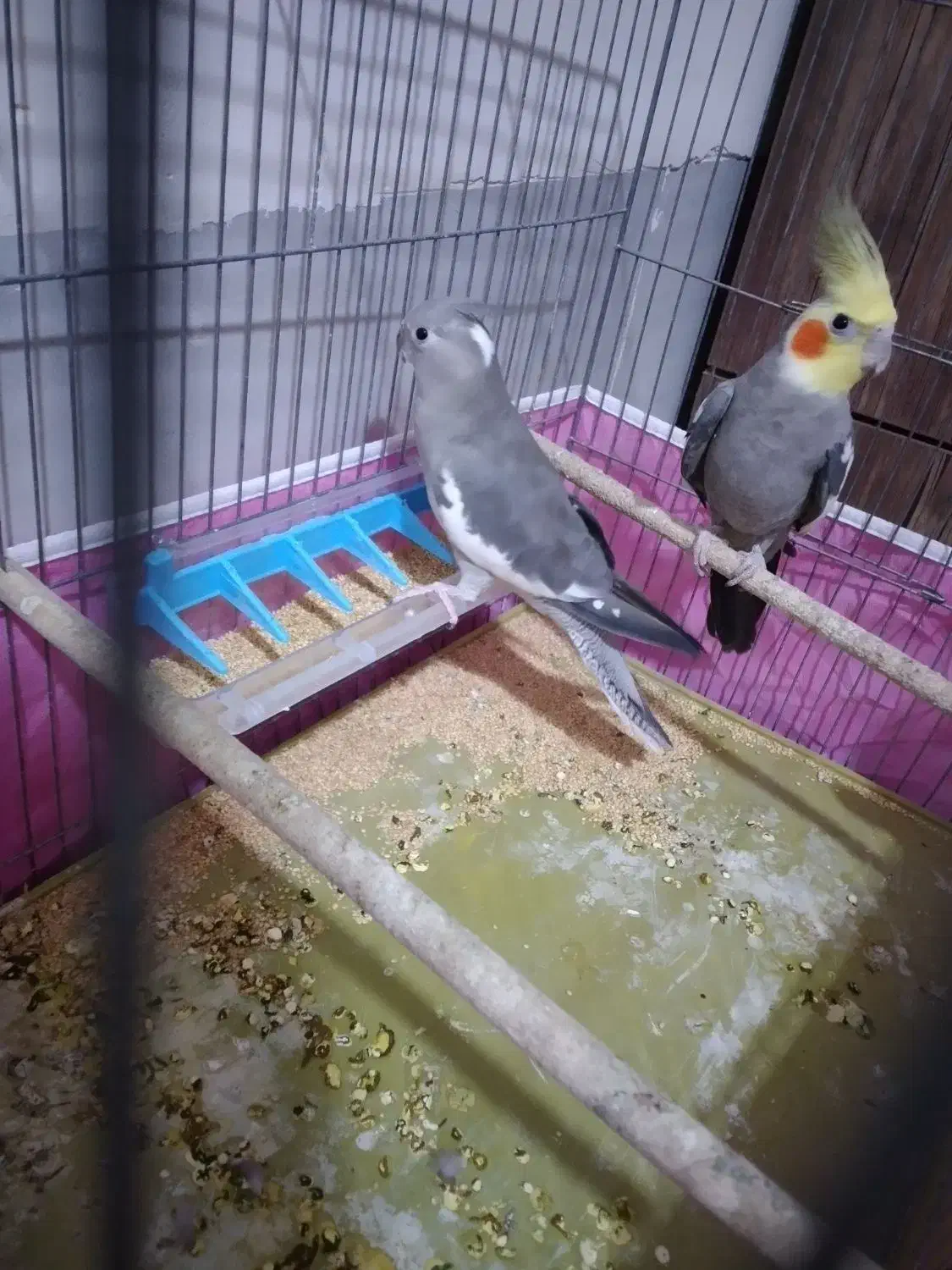 عروس هلندی و یگ جفت فنج|پرنده|قم, نیروگاه|دیوار