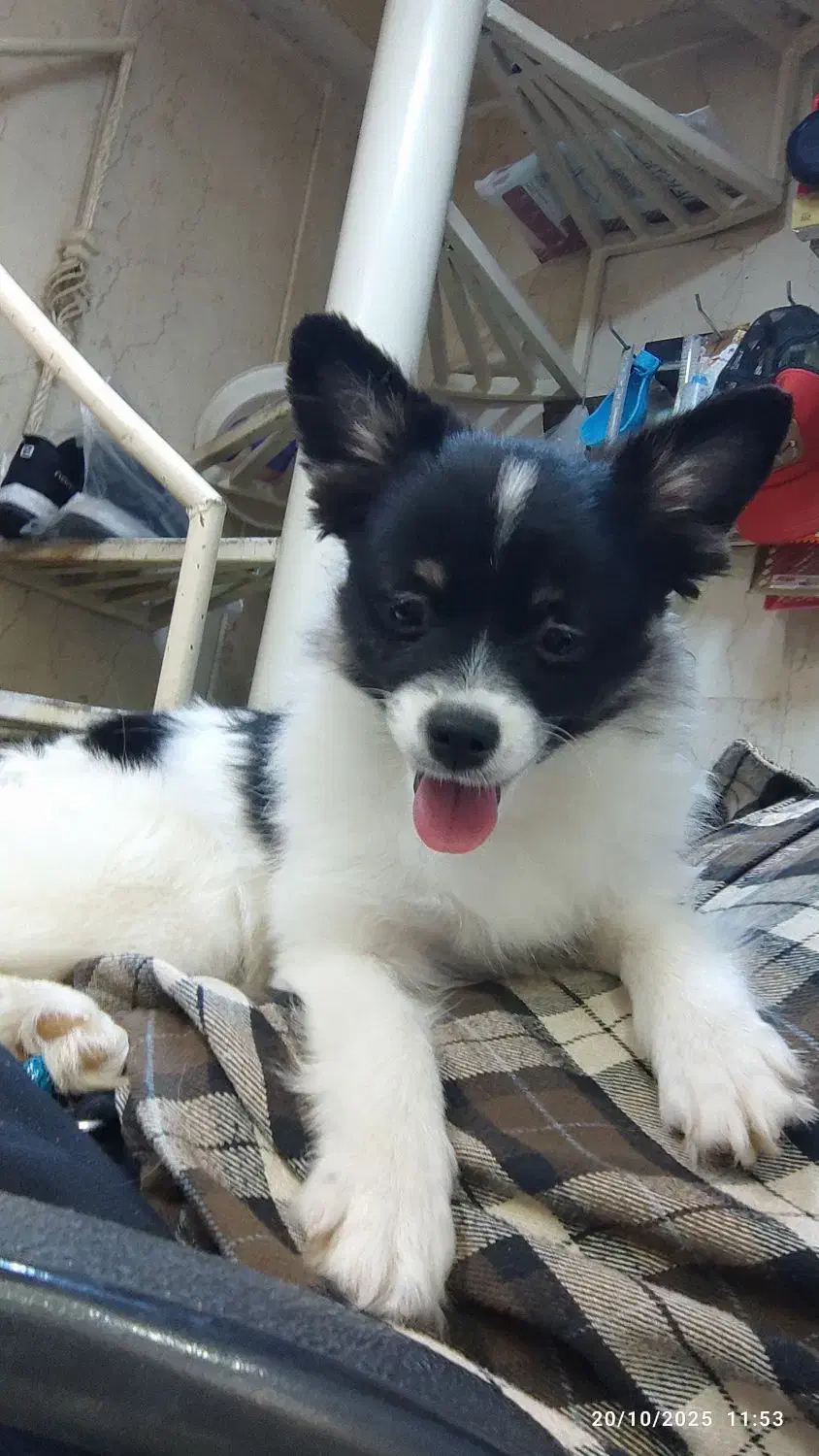 روباهی|سگ|تهران, ائمه اطهار|دیوار