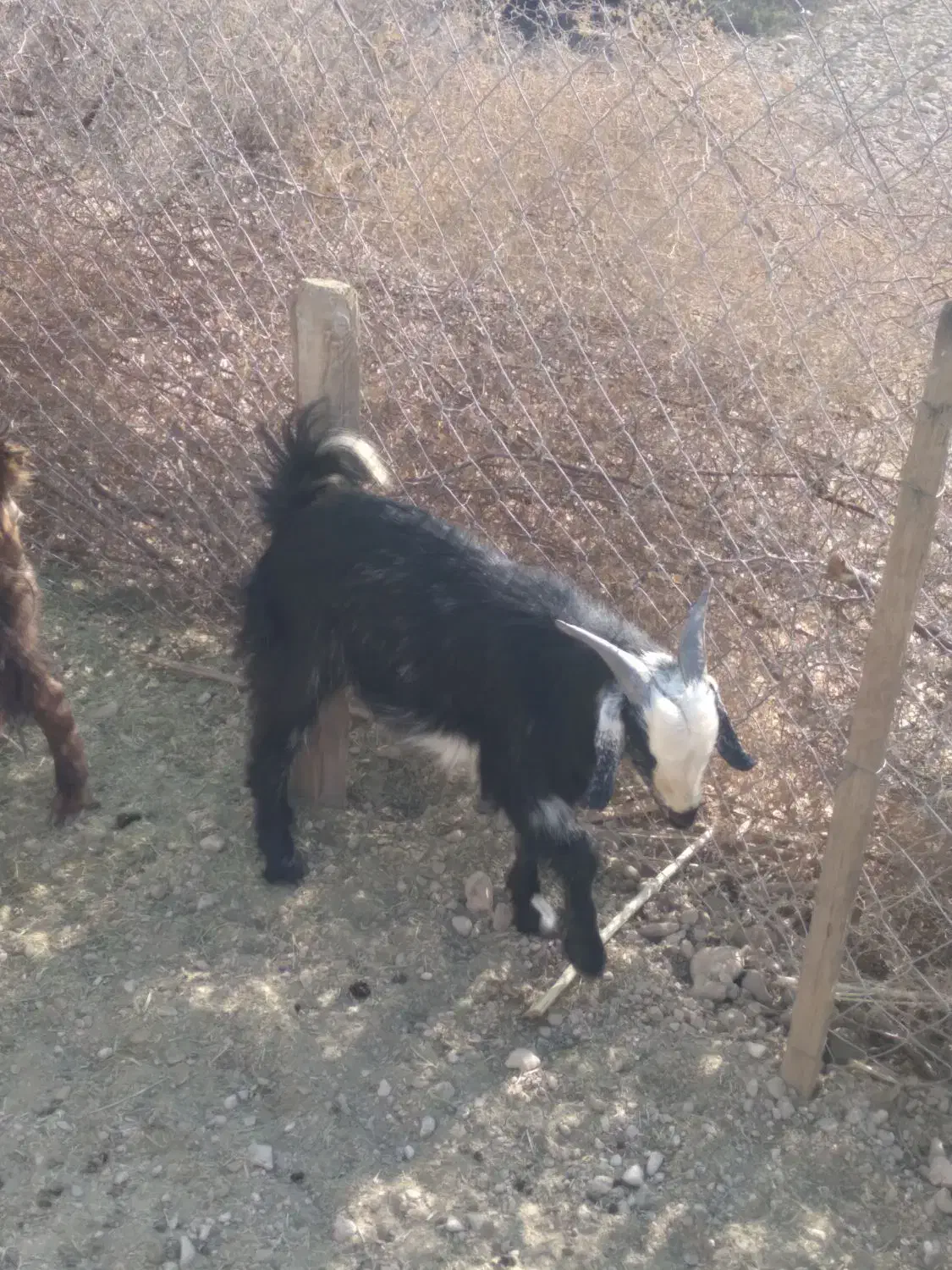 فروش دو عدد کهره نر|حیوانات مزرعه|جم, |دیوار