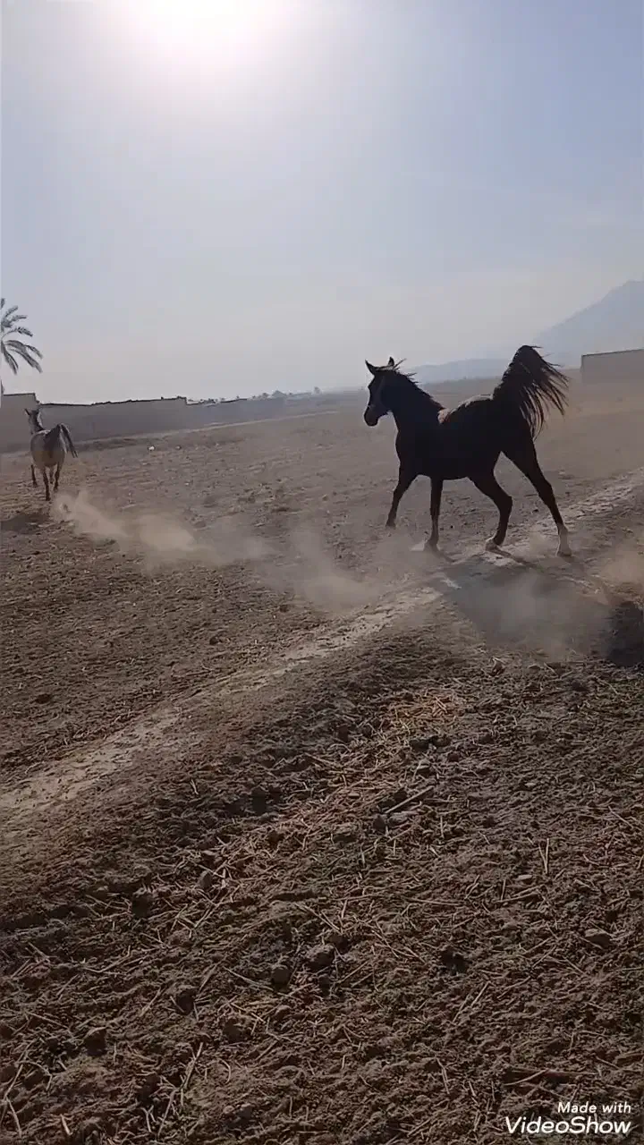 مادیون کرند سر دم گیر|اسب و تجهیزات اسب‌سواری|کازرون, |دیوار