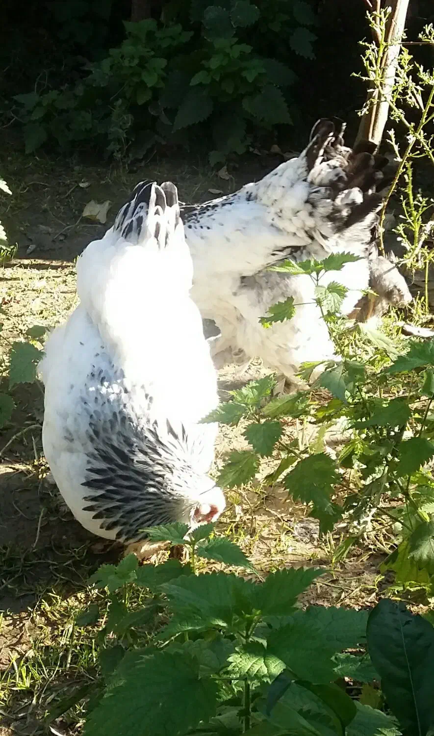 سرگرمی وفراغت|حیوانات مزرعه|امامزاده عبدالله, |دیوار