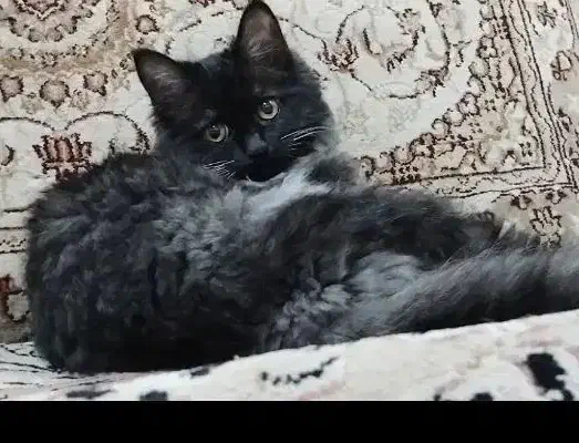 گربه گمشده|حیوانات|کرمان, |دیوار