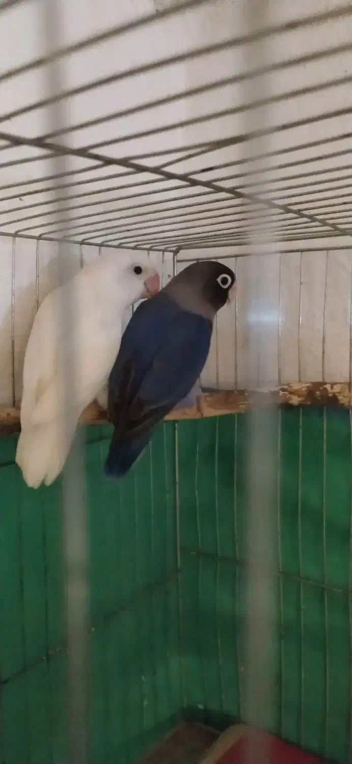 یه جفت طوطی برزیلی آماده تخم|پرنده|رامسر, |دیوار