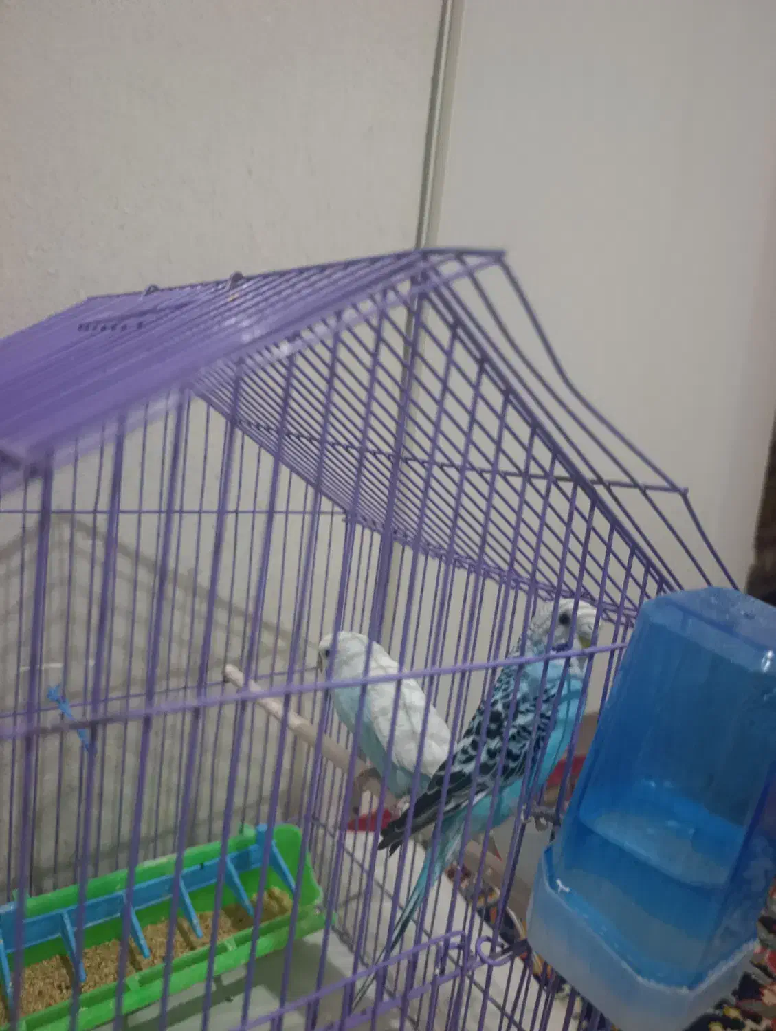 مرغ عشق|پرنده|اردبیل, |دیوار