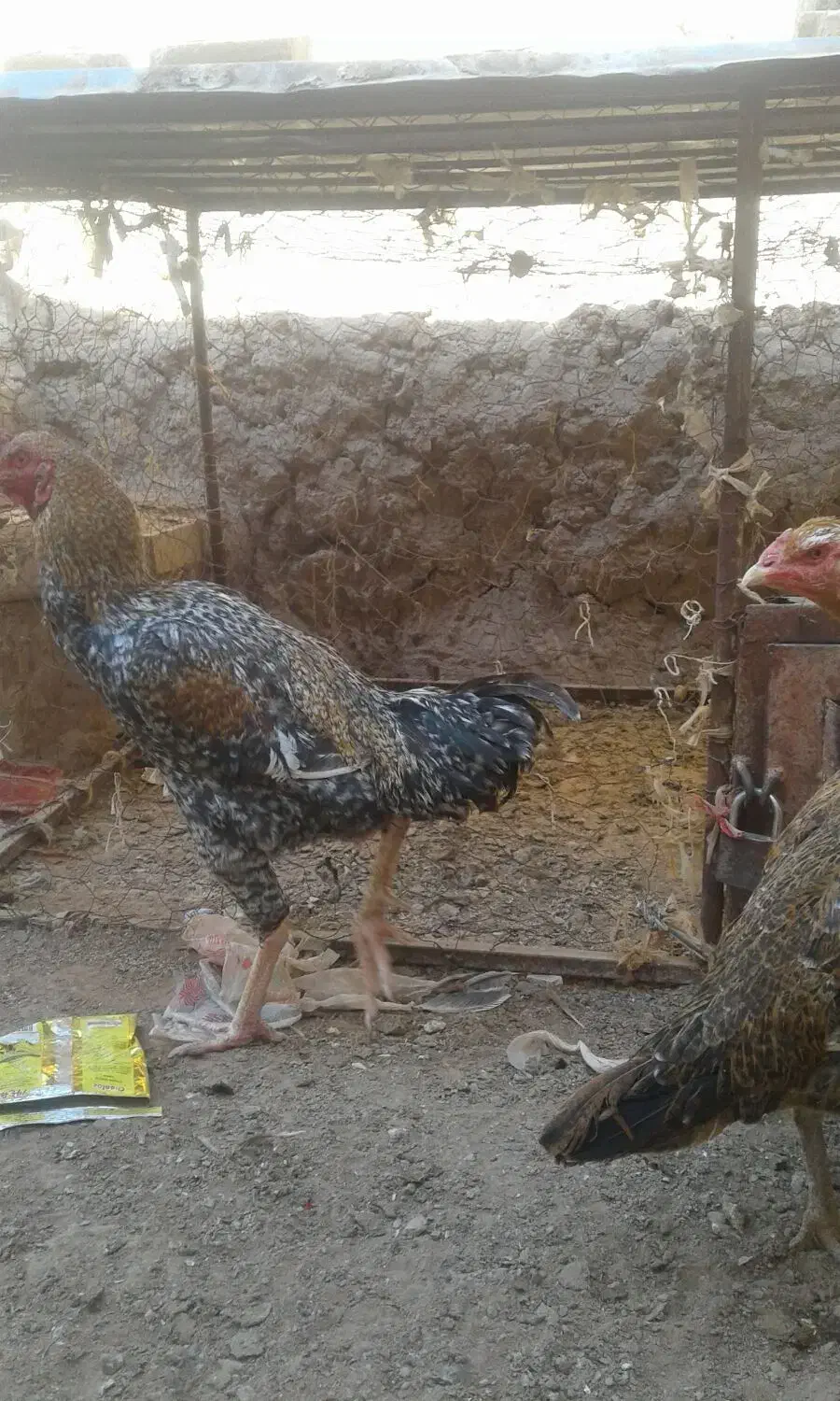 بخاری خروس لاری|بخاری، هیتر، شومینه|تایباد, |دیوار