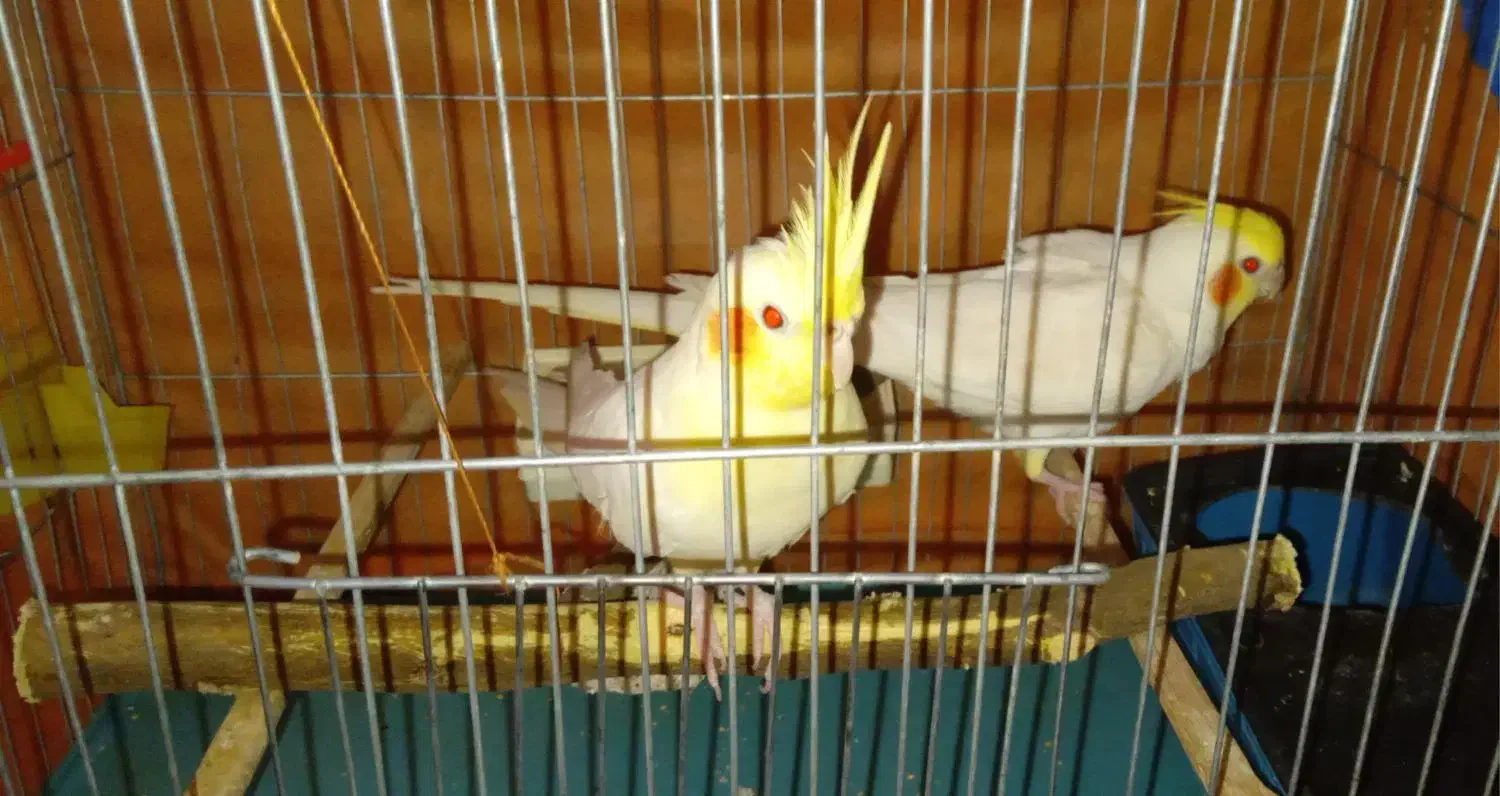 جفت عروس هلندی|پرنده|ایرانشهر, |دیوار