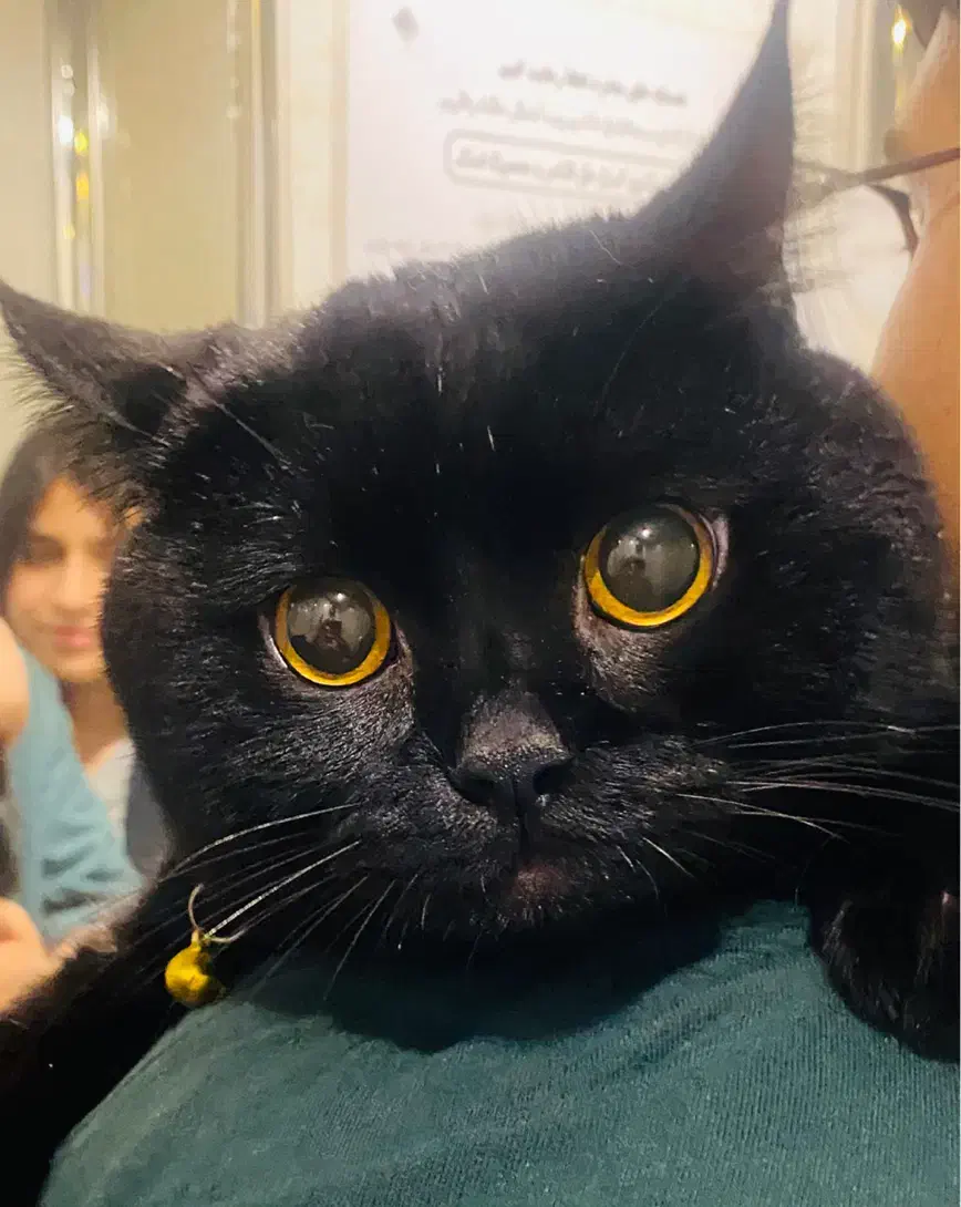 گربه|گربه|گنبد کاووس, |دیوار