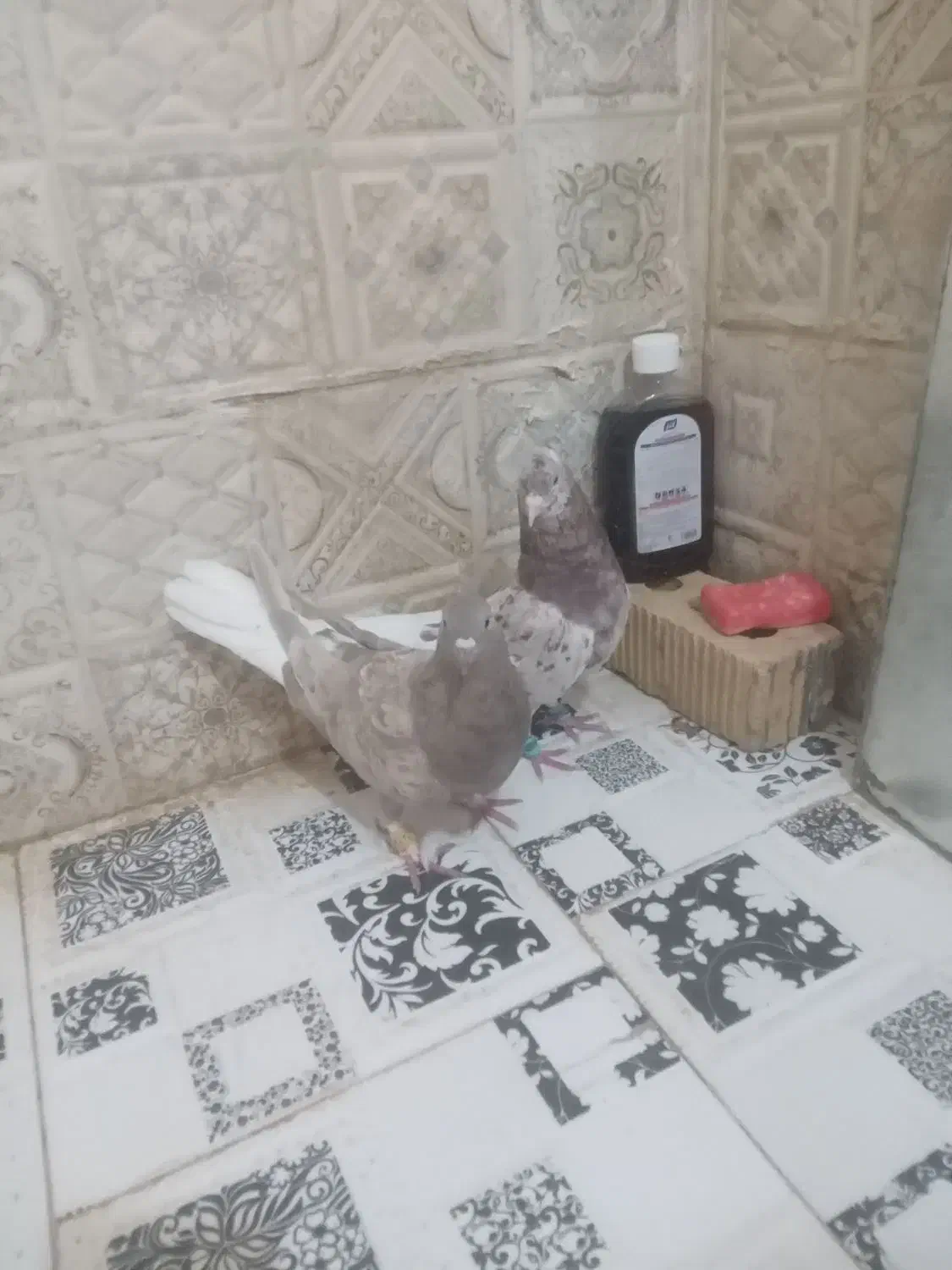 دم سفید|پرنده|شیراز, کرونی(خاتونک)|دیوار