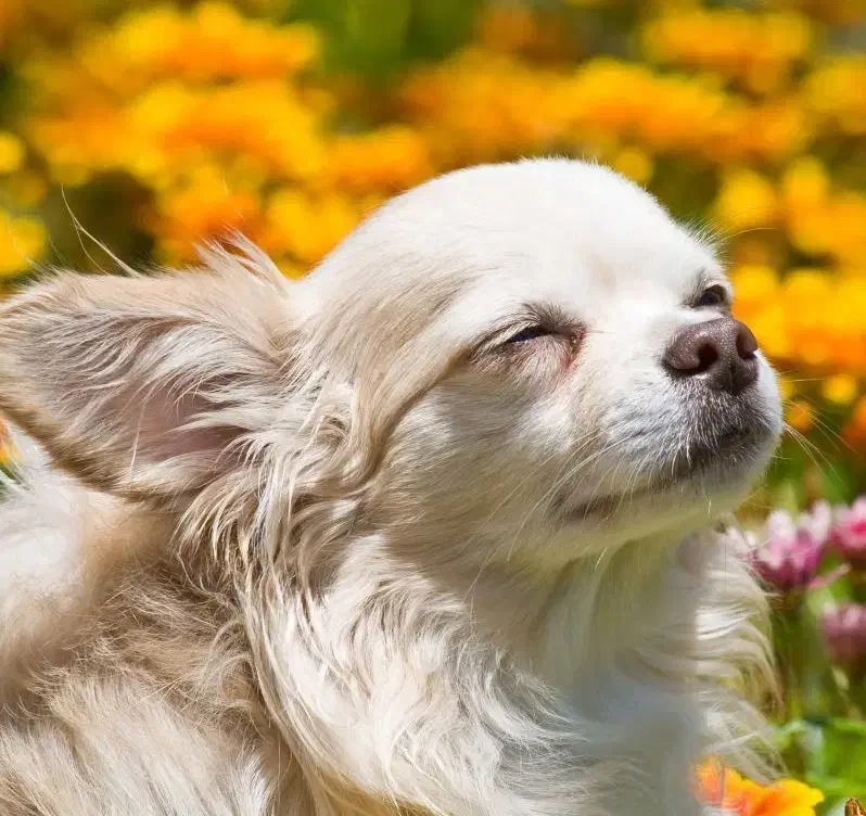 سگ پاکوتاه|سگ|زنجان, |دیوار