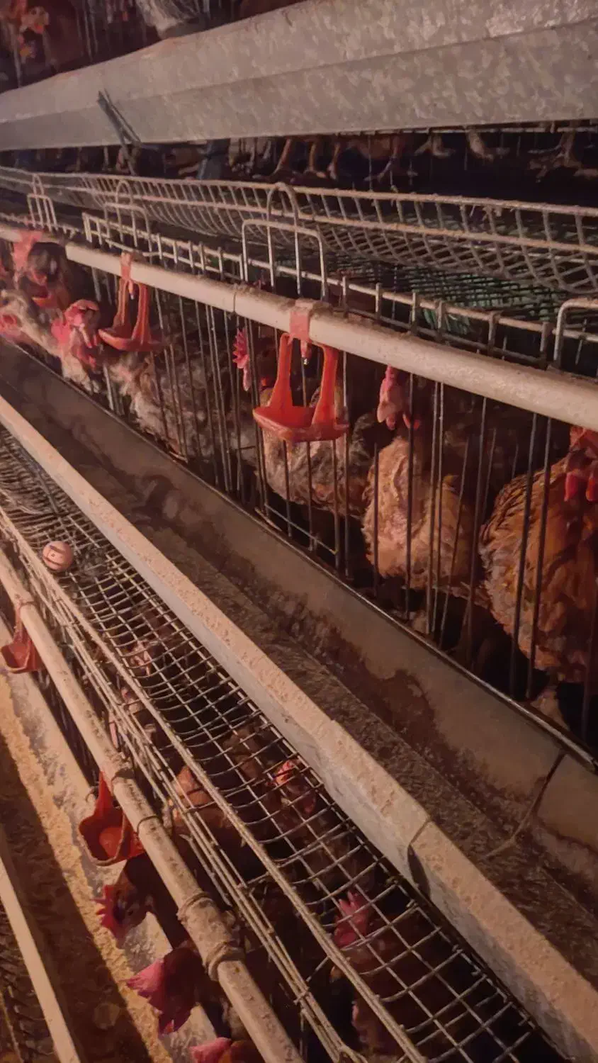 واگذاری مرغداری تخمگذار با تمام امکانات|اجارهٔ دفتر صنعتی، کشاورزی، تجاری|گناباد, |دیوار