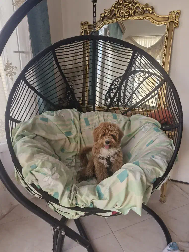 سگ از نژاد پودل|سگ|کاشان, شهرک امیرالمومنین|دیوار