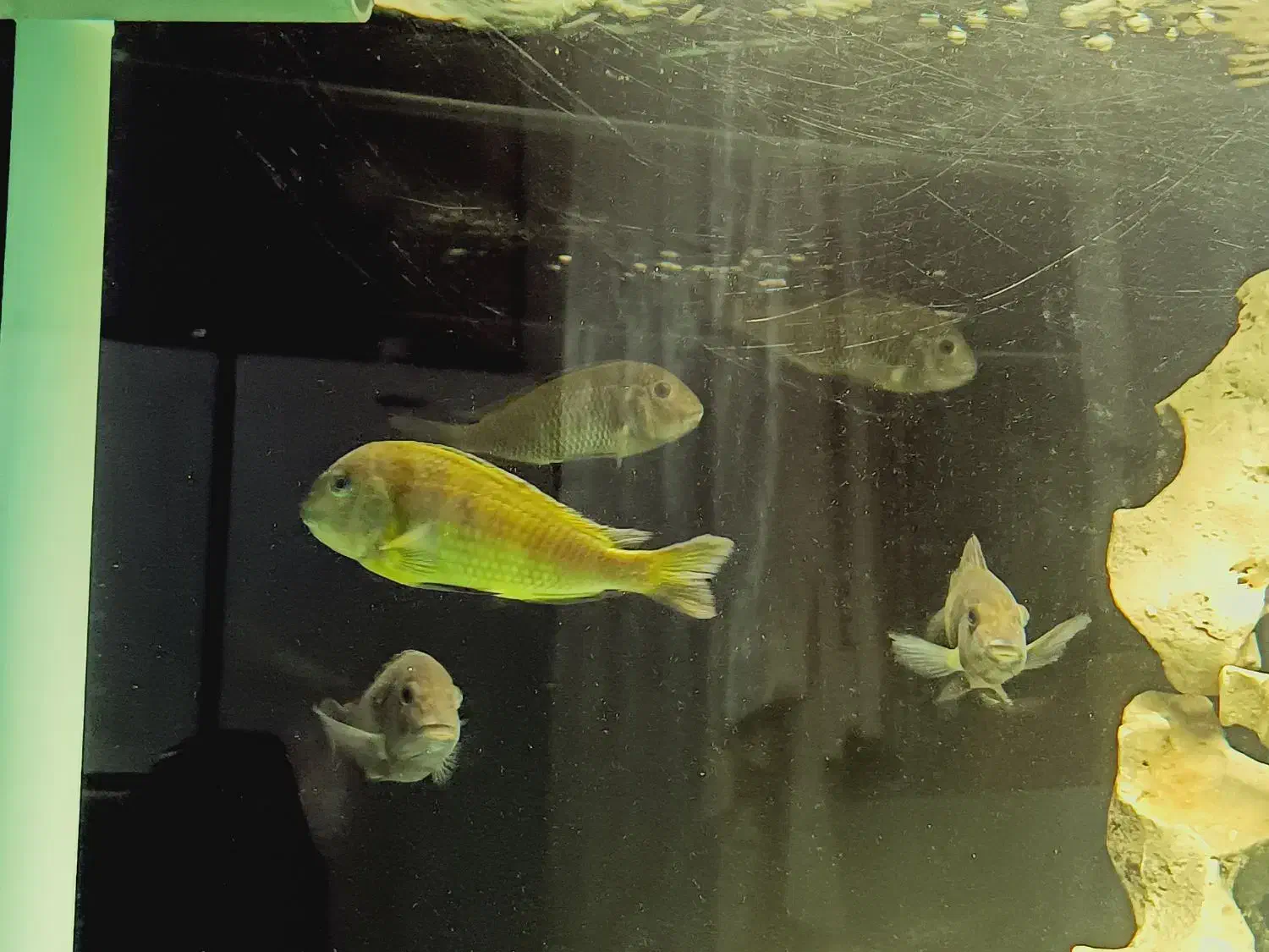 ماهی ترفئوس ایکولا|ماهی|کهریزک, |دیوار