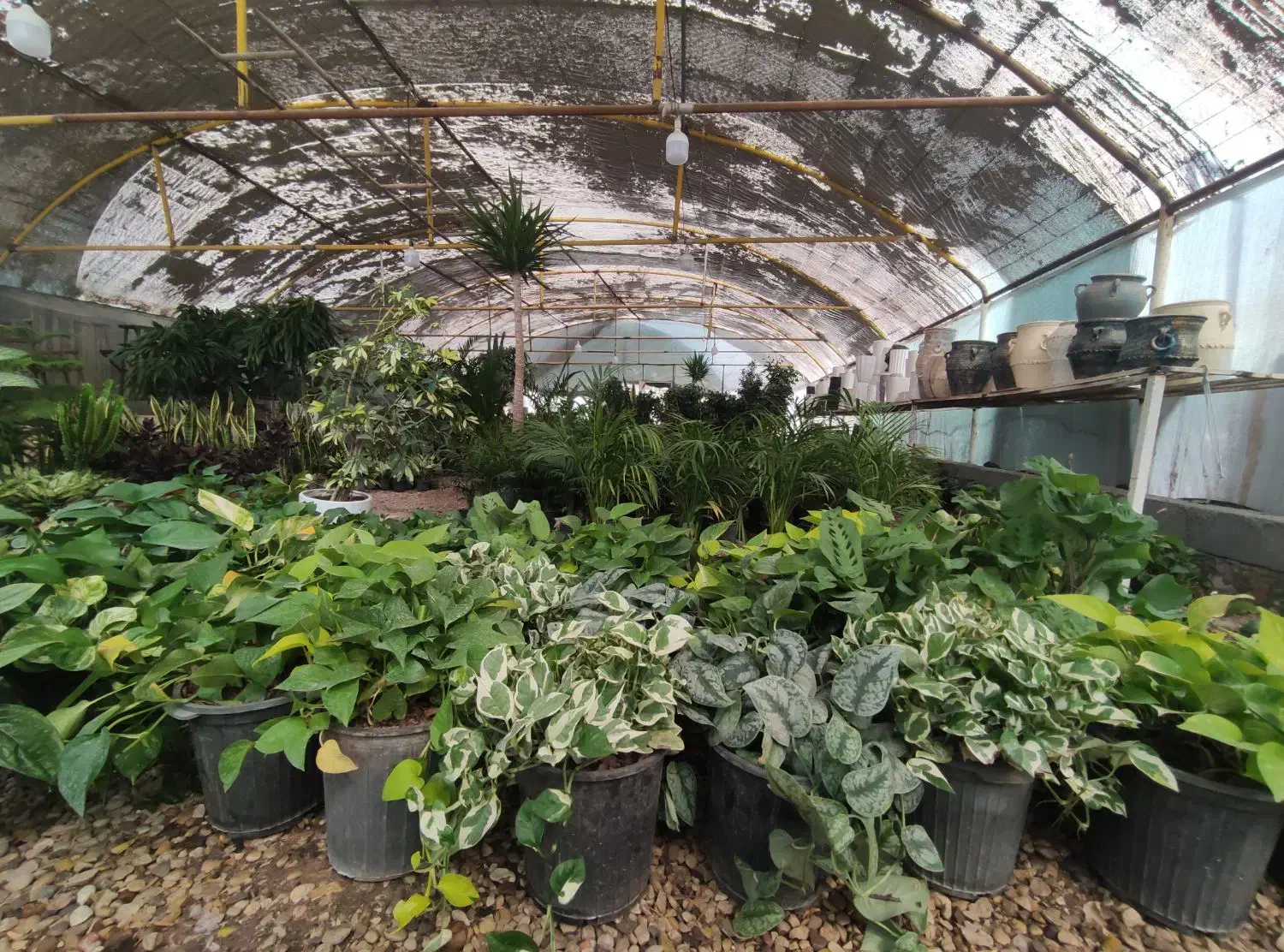 طرح تعویض کتاب وبرگه باطله با گل و گلدان|گل و گیاه طبیعی|اهواز, بعثت|دیوار