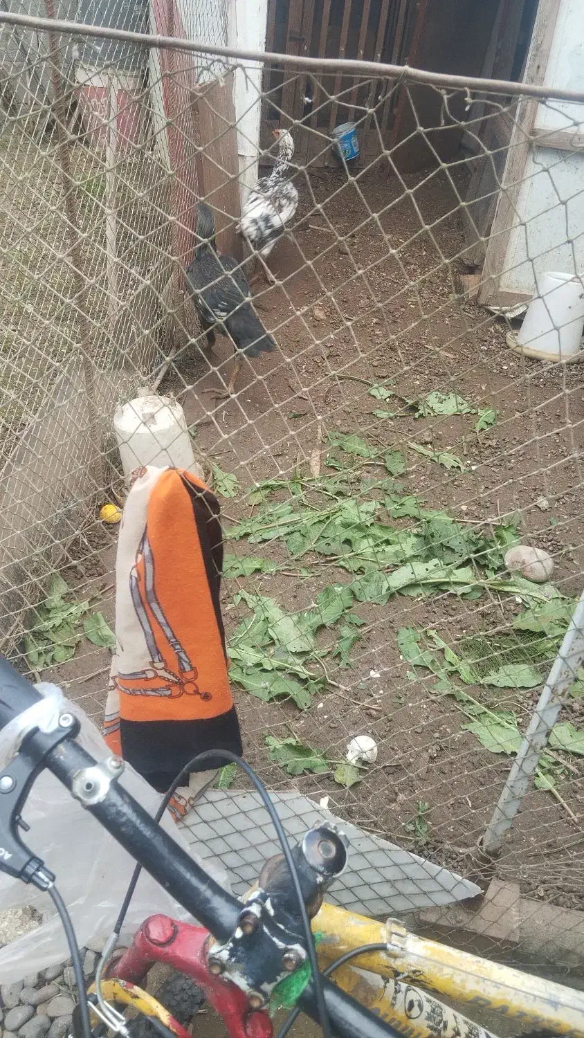 مرغ|حیوانات مزرعه|لنگرود, |دیوار