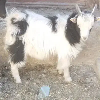 بزغاله نر|حیوانات مزرعه|گلپایگان, |دیوار