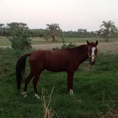 اسب خوب آرام کورسی|اسب و تجهیزات اسبسواری|عنبرآباد, |دیوار