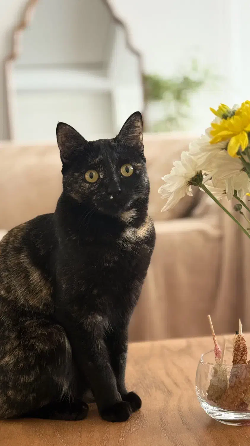 گم شده|گربه|قزوین, |دیوار