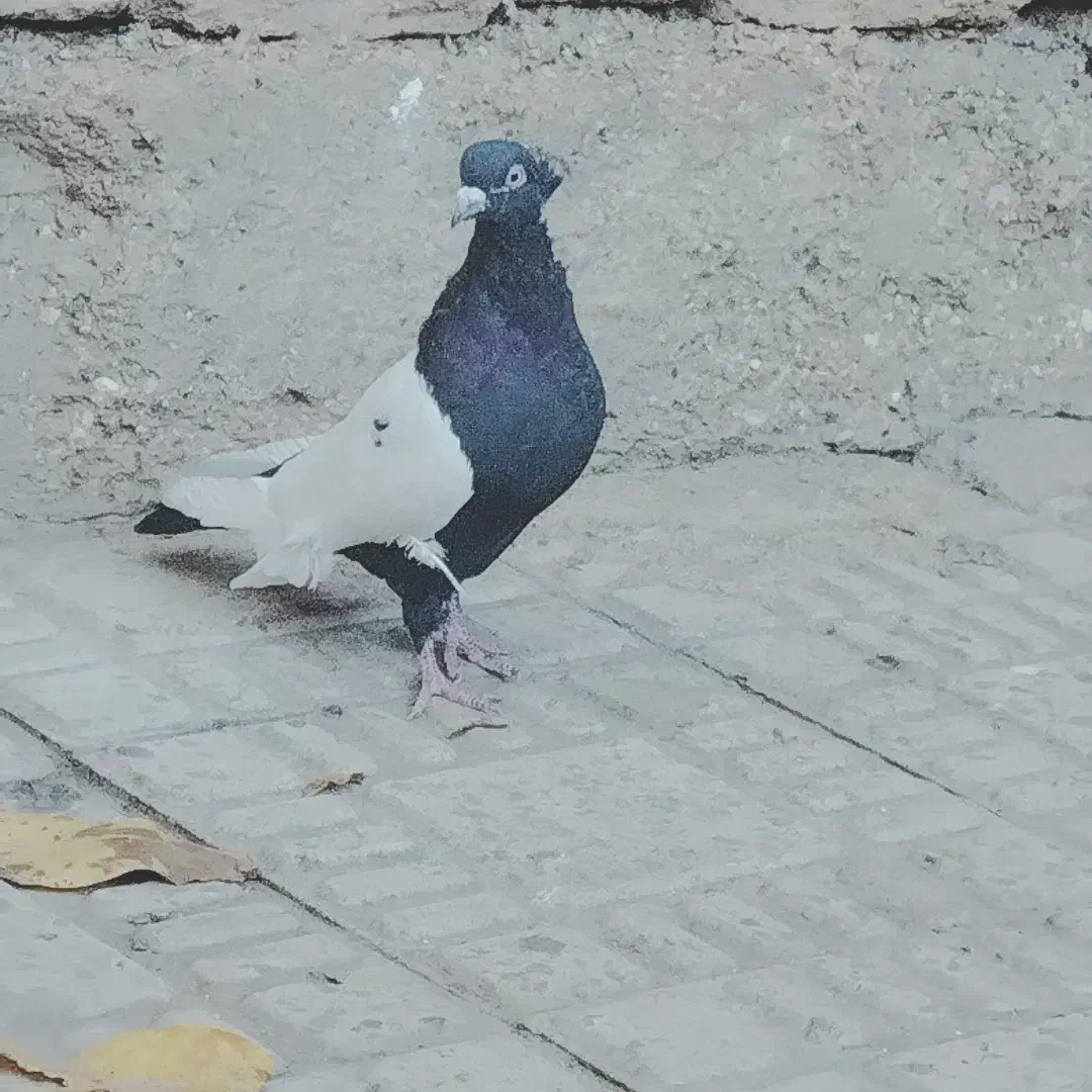 سینه سیاه|پرنده|فارسان, |دیوار