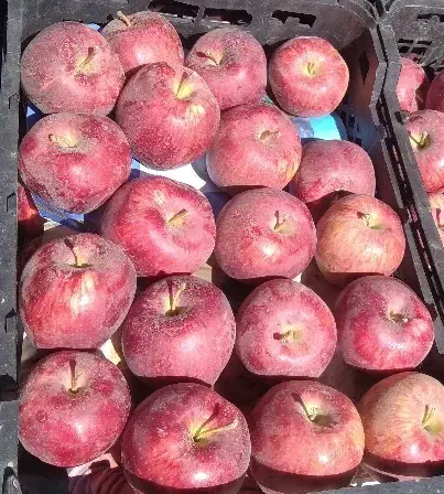 قرمز سیب استخوانی|عمده‌فروشی|ایجرود, |دیوار