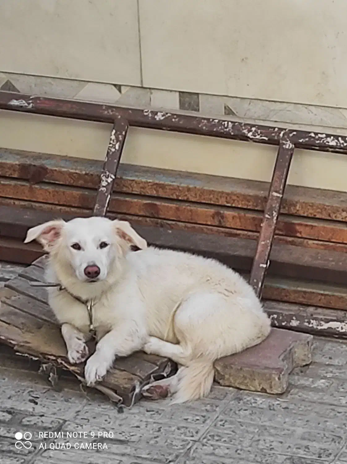 سگ پاکوتاه|سگ|گرگان, |دیوار