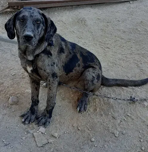 سگ معاوضه با ککیلی|سگ|اردبیل, |دیوار