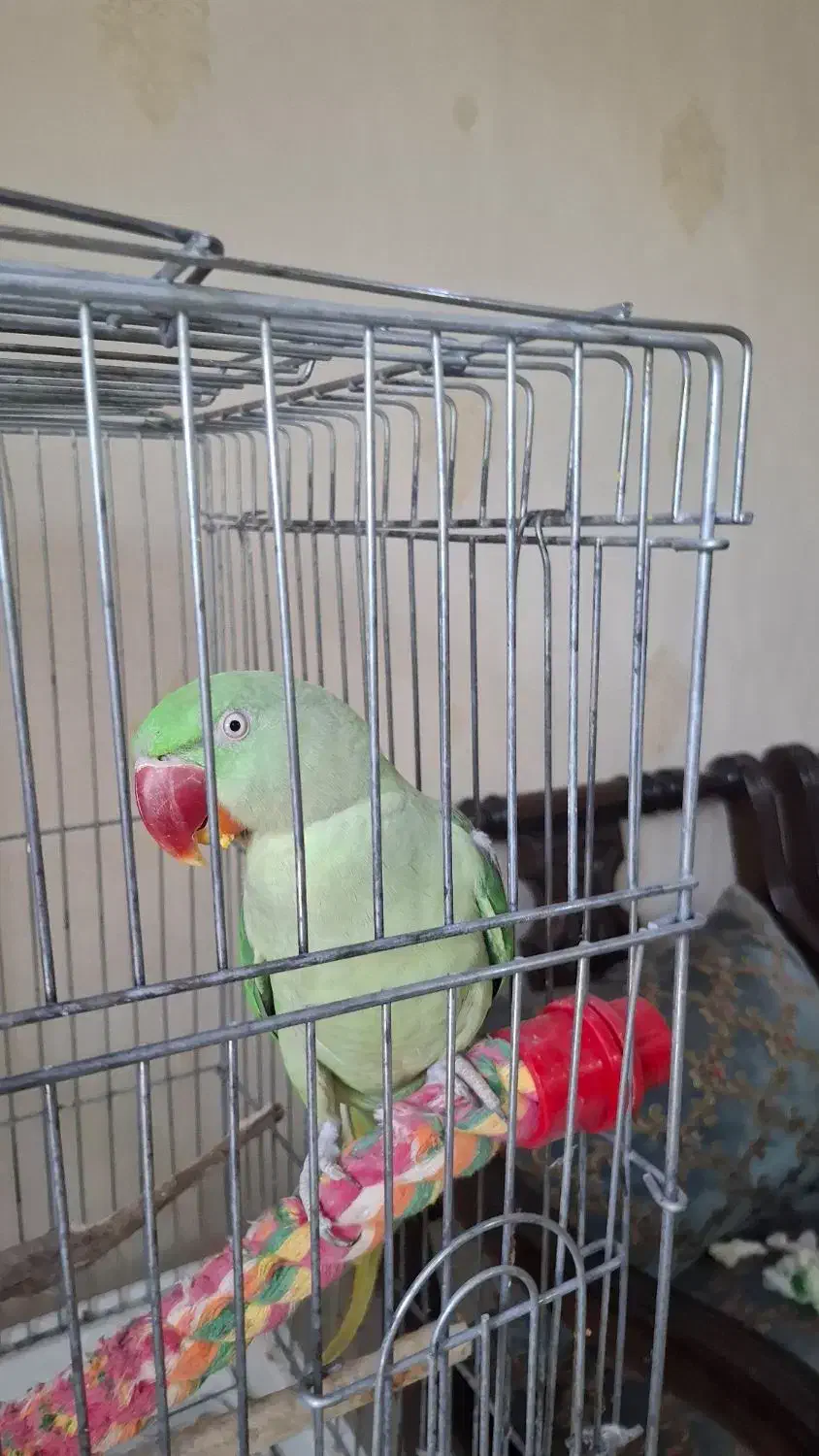 شاه طوطی|پرنده|تهران, مجیدآباد|دیوار