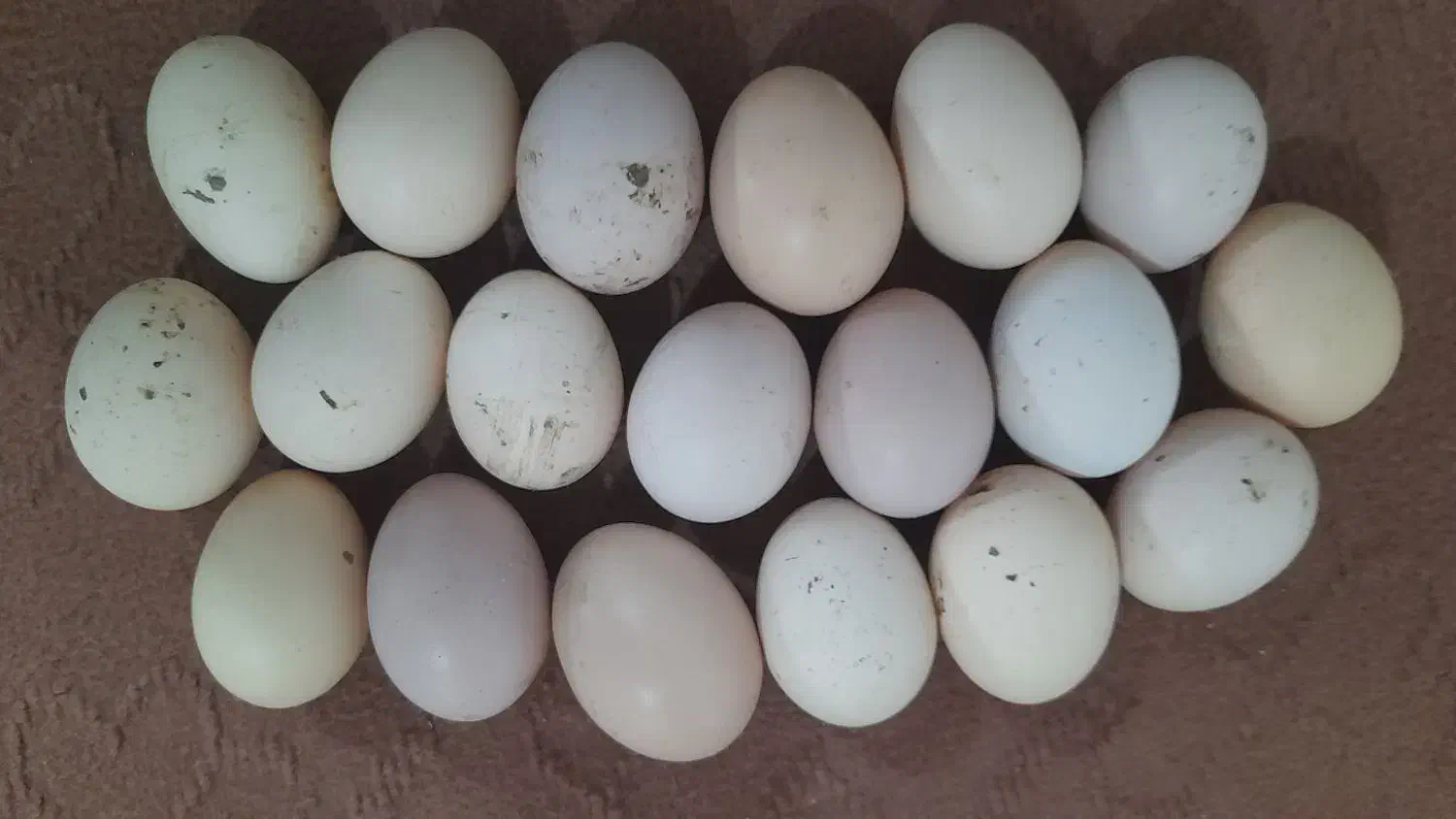 تخم مرغ|حیوانات مزرعه|آمل, |دیوار