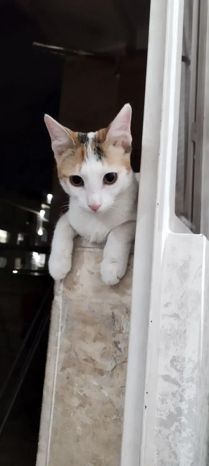 واگذاری رایگان گربه ماده|گربه|کرج, شهرک یاس شمالی|دیوار