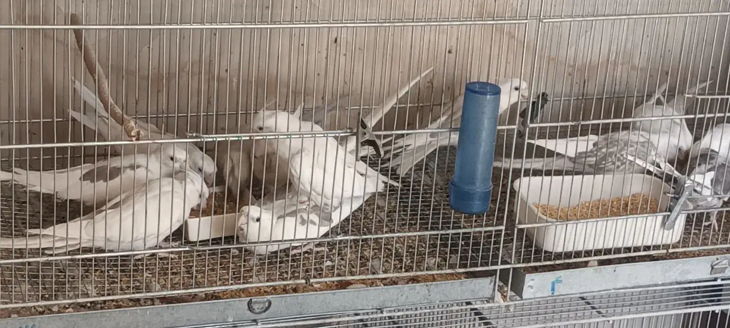 فروش عروس هلندی.برزیلی از سالن پرورش بازدید صحنه|پرنده|صحنه, |دیوار