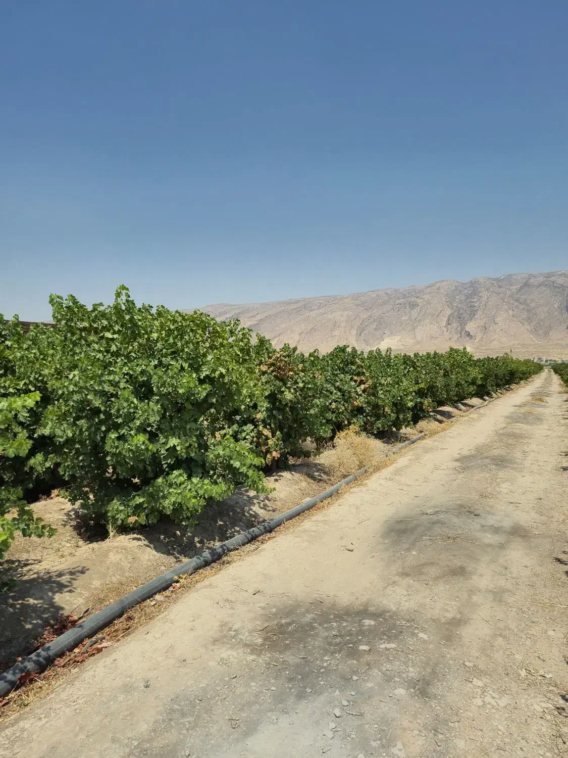 فروش فوری باغ انگوری اکبرآبادکوار|فروش زمین و ملک کلنگی|کوار, |دیوار