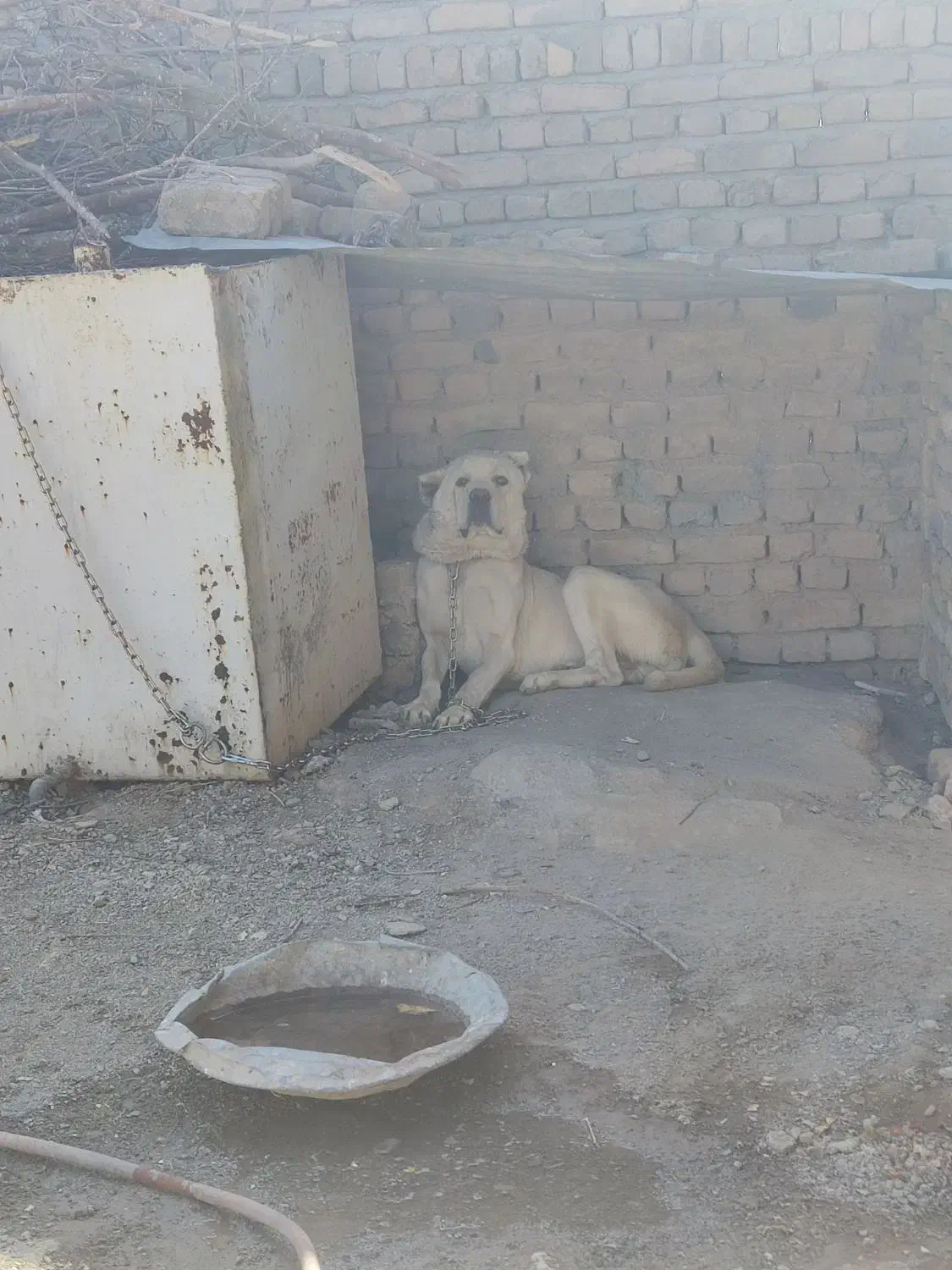 سگ نگهبان|سگ|قزوین, |دیوار