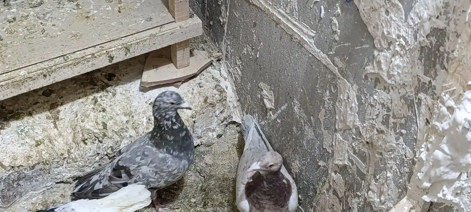 نر و ماده سار قزوینی‌جفتگاه۳تومن|پرنده|تربت‌حیدریه, مظفریه|دیوار