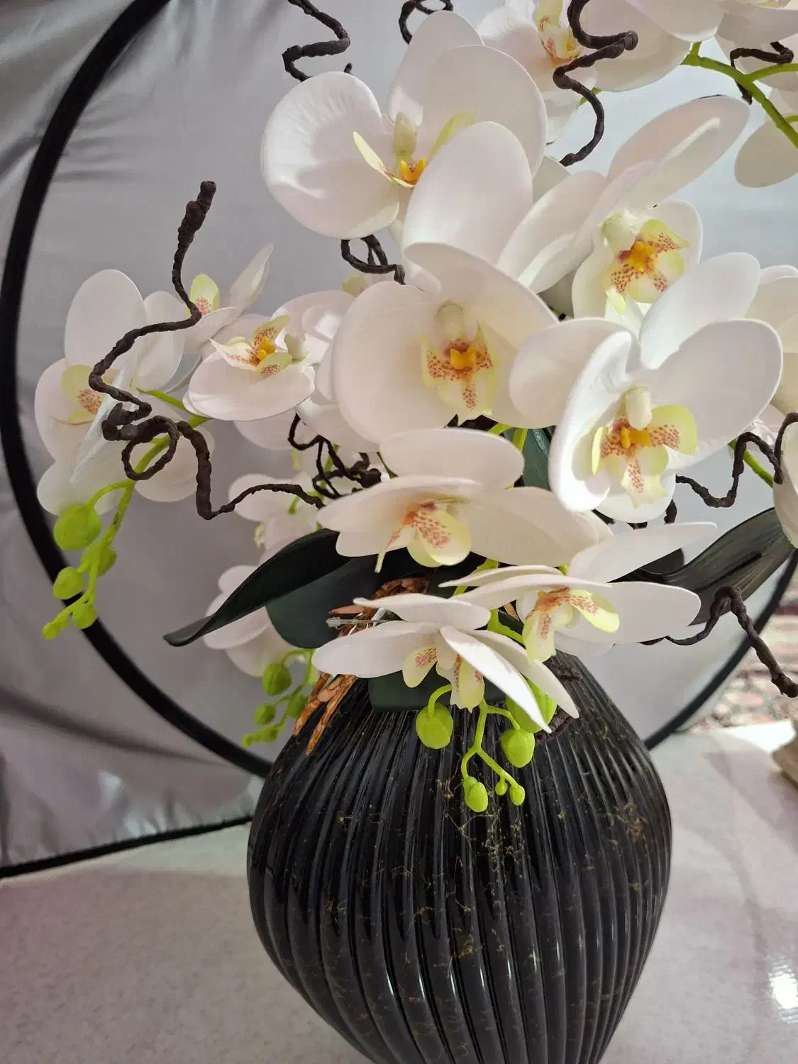 گل ارکیده ناب ناب|گل و گیاه طبیعی|شاهین‌شهر, فردوسی|دیوار