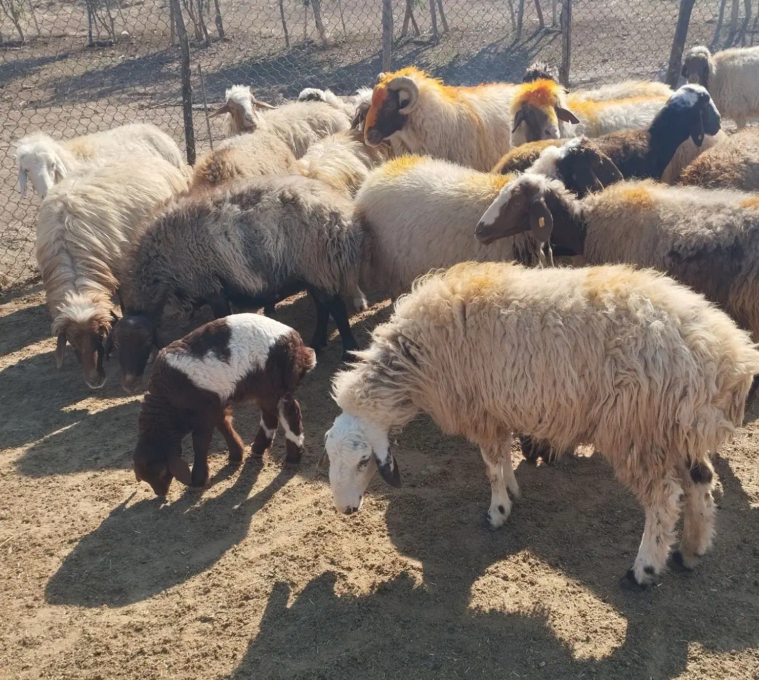 میش و قوچ  داشتی ( فروش به تعداد دلخواه مشتری)|حیوانات مزرعه|پلدختر, |دیوار